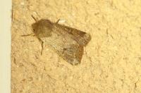 Orthosia cruda