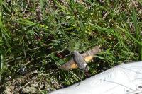 Macroglossum stellatarum