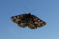 Ematurga atomaria