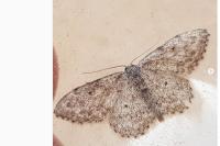 Idaea alyssumata/typicata