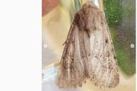 Luperina testacea