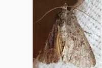 Thalpophila matura
