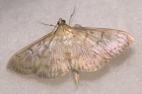 Patania ruralis