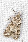 Eudonia lineola