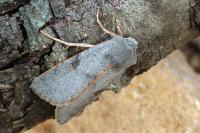 Ammopolia witzenmanni