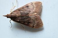 Uresiphita gilvata