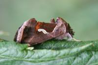 Macdunnoughia confusa