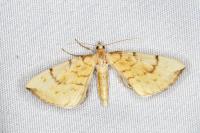 Gandaritis pyraliata