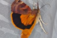 Noctua fimbriata