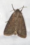 Apamea oblonga