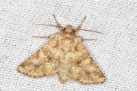 Conisania luteago olbiena