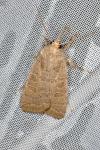 Hoplodrina ambigua
