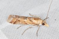Ancylosis cinnamomella