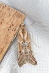 Ancylosis cinnamomella