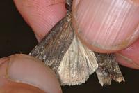 Apamea oblonga