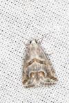 Eublemma candidana