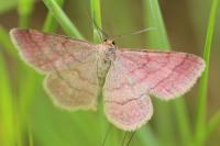Scopula rubiginata