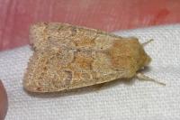 Orthosia miniosa