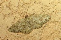 Ectropis crepuscularia