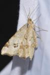 Macaria notata