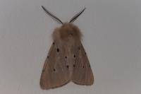 Diaphora mendica