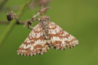 Ematurga atomaria