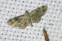 Pasiphila rectangulata