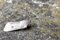 Orthosia gracilis