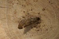 Alsophila aescularia