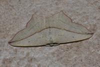 Timandra comae