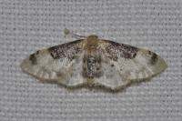 Idaea filicata