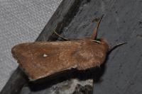Mythimna albipuncta