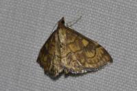Anania verbascalis