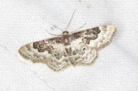 Idaea rusticata