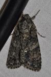 Acronicta rumicis