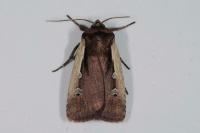 Ochropleura plecta