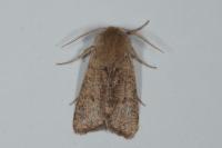 Orthosia cruda