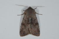 Orthosia incerta