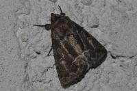 Thalpophila matura