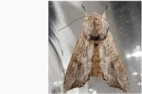 Egira conspicillaris