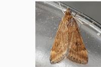 Pyrausta despicata