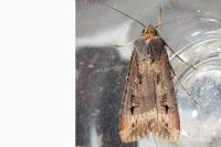 Agrotis ipsilon