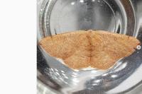 Cyclophora puppillaria