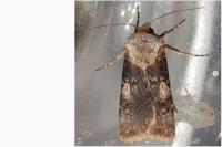 Agrotis puta