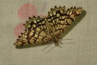 Chiasmia clathrata