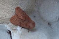 Orthosia cerasi