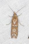 Ancylosis cinnamomella