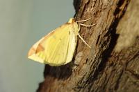 Opisthograptis luteolata