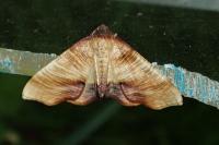 Plagodis dolabraria