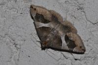Dysgonia algira